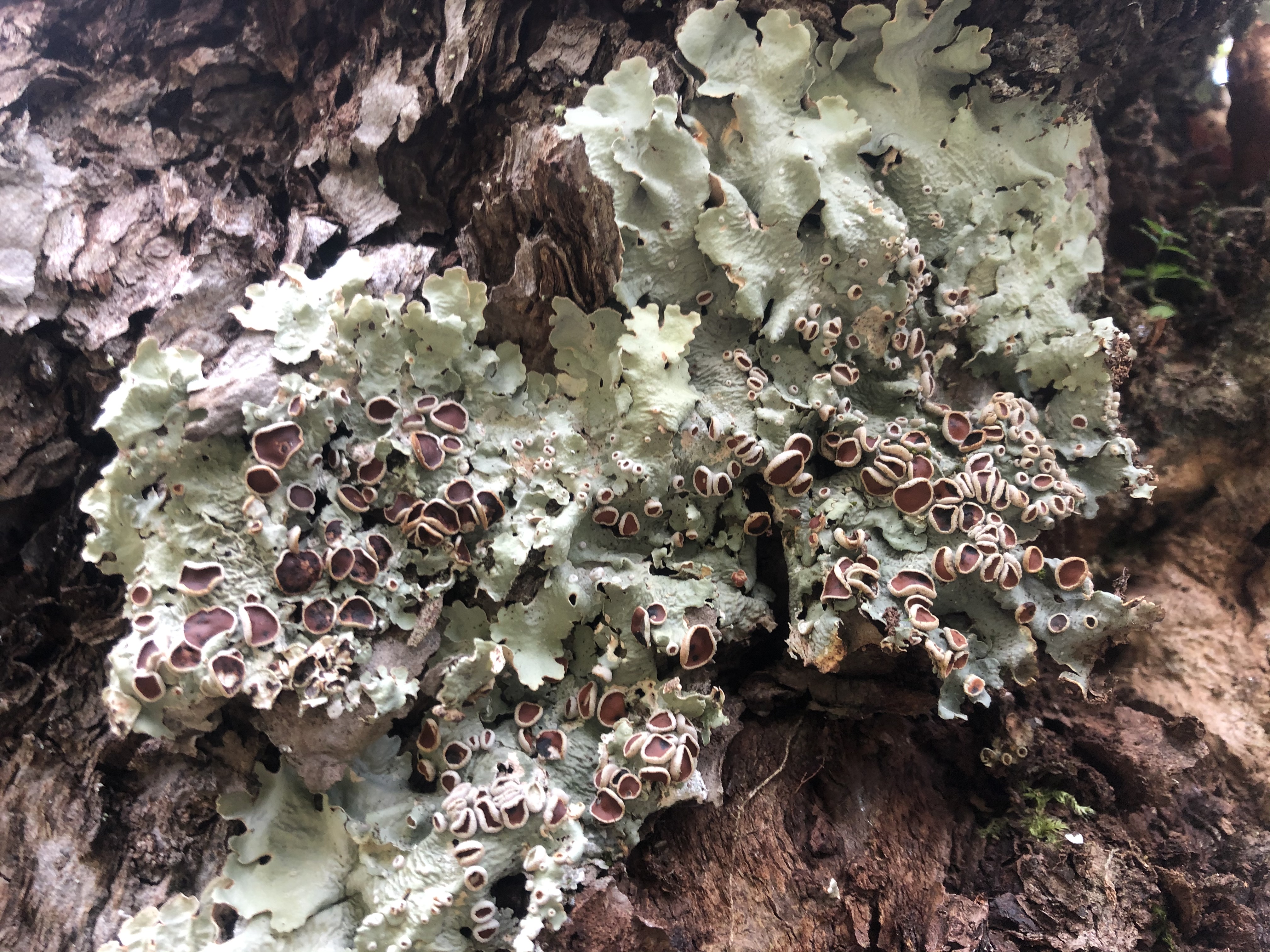 Lichen